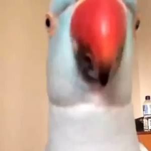 Meet your Posher, Karamatsu